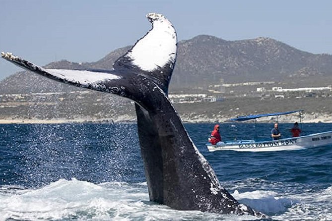Whale Watching Tour in Glass Bottom Boat (VisitA Cabo) - Price, Dock Fees, and Timing (How to Plan Your 2 Hours)