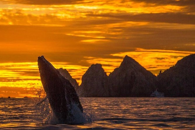 Whale Watching Tour in Los Cabos - Why Pez Gato’s whale watching feels like the right kind of fun