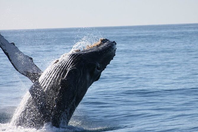 Whale Watching Tour in Los Cabos - What you’re really learning: mating and breeding behavior at sea