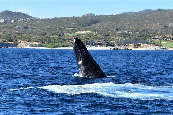 Whale Watching Tour in Los Cabos - Boat comfort, bathrooms, and staying able to spot whales