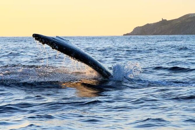 Whale Watching Tour in Los Cabos - Whale sightings: how to set expectations without getting disappointed