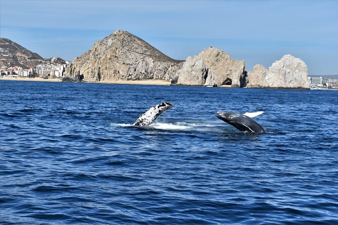 Whale Watching Tour in Los Cabos - Price and value: what $97 buys you in Cabo