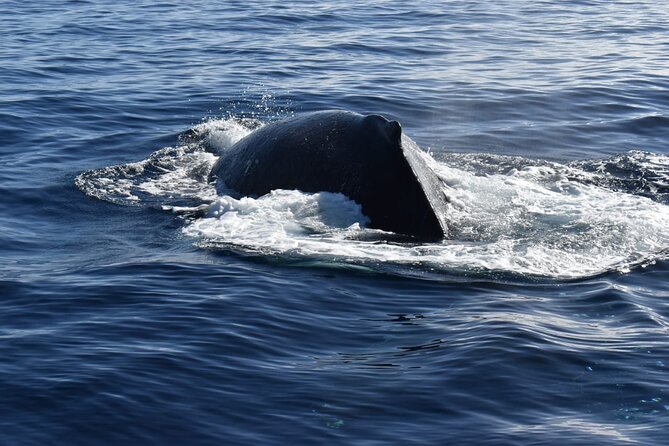 Whale Watching Tour in Los Cabos - Crew energy and photo help: David and Captain Arturo come up