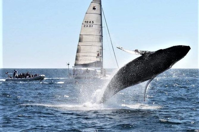 Whale Watching Tour in Los Cabos - The small-group catamaran feel: comfort without the fuss
