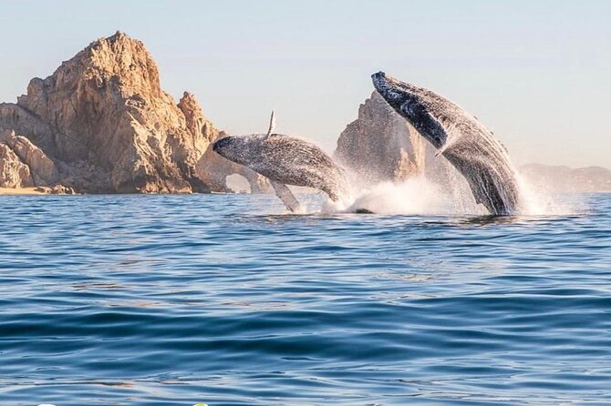 Whale Watching Tour with Arch and Beach in Cabo San Lucas - Quick take: what you’ll want to know before you go