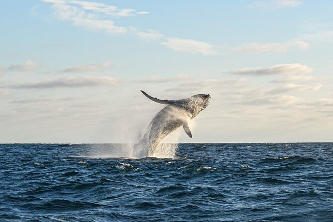 Whale Watching Tour with Arch and Beach in Cabo San Lucas - El Arco from the water: the Arch moment that makes this tour worth it