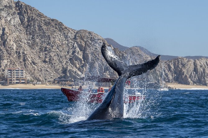 Whale Watching Tour with Arch and Beach in Cabo San Lucas - Price and value at about $51.38: when this feels like a win