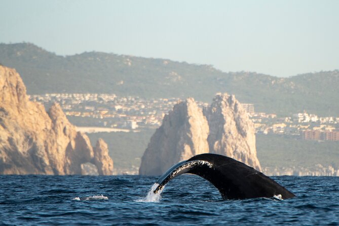 Whale Watching Tour with Arch and Beach in Cabo San Lucas - Tips to get the best experience out of any Cabo whale/Arch day
