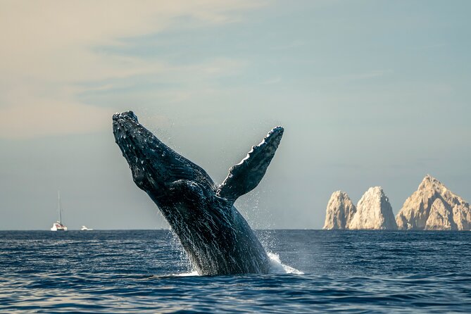 Whale Watching Tour with Arch and Beach in Cabo San Lucas - Whale watching in a tight 2-hour window: how to judge the value