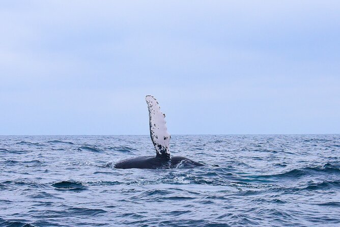Whale Watching Warranty in San José del Cabo Snacks and drinks - Key Highlights I’d Target