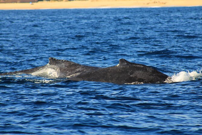 Whale Watching Warranty in San José del Cabo Snacks and drinks - Where You Meet and How the Tour Starts on Time