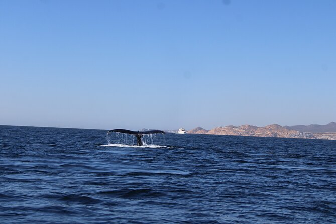 Whale Watching Warranty in San José del Cabo Snacks and drinks - Getting Value From a Short Morning Cruise