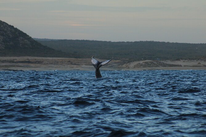 Whale Watching Warranty in San José del Cabo Snacks and drinks - Who This Whale Watching Trip Fits Best