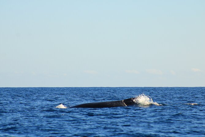 Whale Watching Warranty in San José del Cabo Snacks and drinks - The 2-Hour Cruise: What Happens Between Departing and Returning