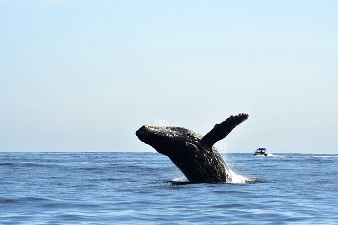 ZODIAC Whale Watch Tour | Cabo San Lucas | Biologist | FREE Pics - Price and value: why $109 can make sense in Cabo