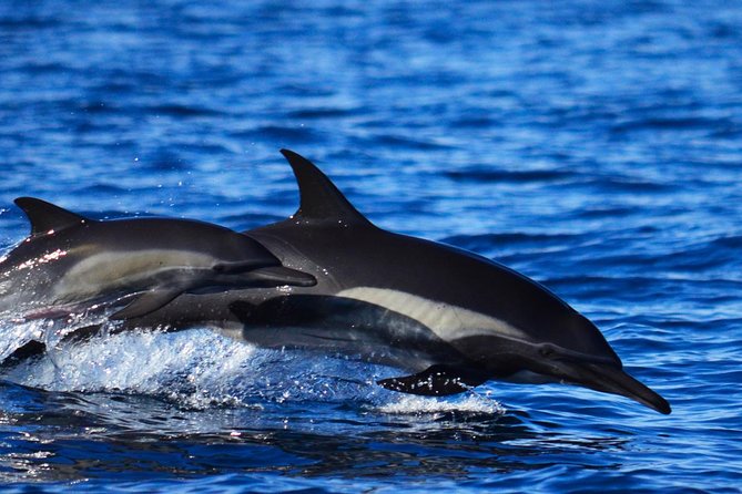 ZODIAC Whale Watch Tour | Cabo San Lucas | Biologist | FREE Pics - How the crew finds whales: search tactics and respectful viewing