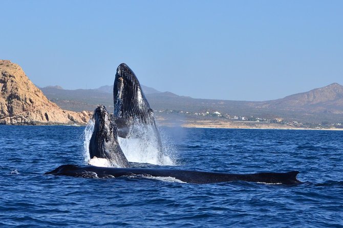 ZODIAC Whale Watch Tour | Cabo San Lucas | Biologist | FREE Pics - Species you might see in Cabo’s waters