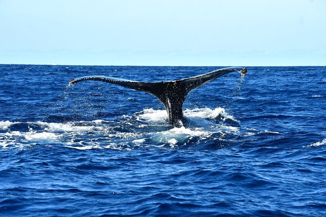 ZODIAC Whale Watch Tour | Cabo San Lucas | Biologist | FREE Pics - Free photos, plus what the guarantee actually means for you