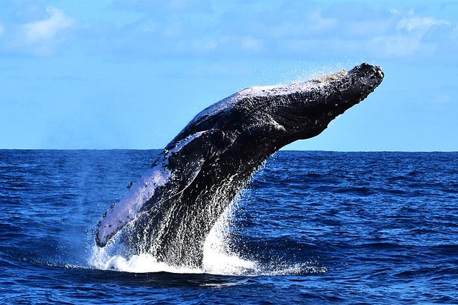 ZODIAC Whale Watch Tour | Cabo San Lucas | Biologist | FREE Pics - What to bring (and what to skip) for a smooth 2.5 hours